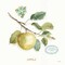 My Greenhouse Fruit IV Poster Print by Audit Lisa - Item # VARPDX22225